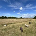 sidekicks pet services