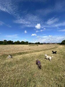 sidekicks pet services